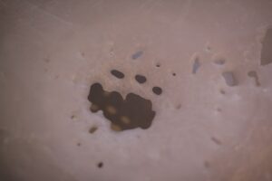 インスタレーション作品『FISH SPINE』の画像